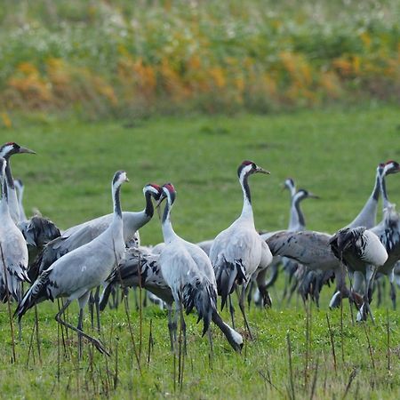 Апартаменти Aromas Del Jiloca, La Trufa Negra Каламоча Екстер'єр фото